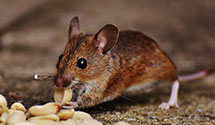 24 Hour & Emergency Exterminators in Port Wentworth, GA